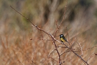 Parus major (Cinciallegra)